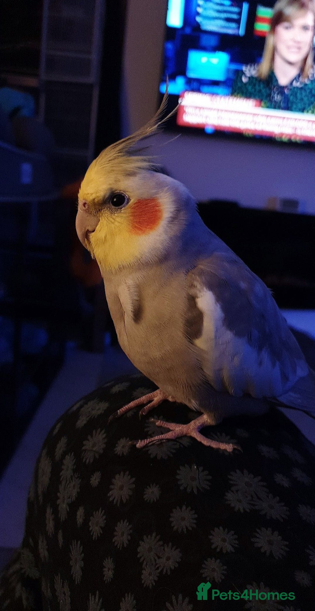 Cockatiels birds for sale: Hand reared male cinnamon cockateil  - Advert 7