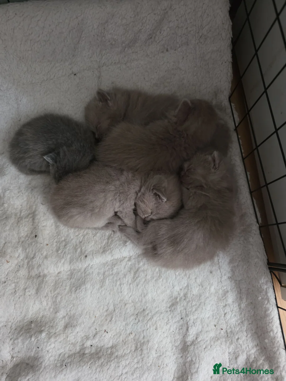 British Shorthair cats for sale: 5 Beautiful British Shorthair Kittens  - Advert 23
