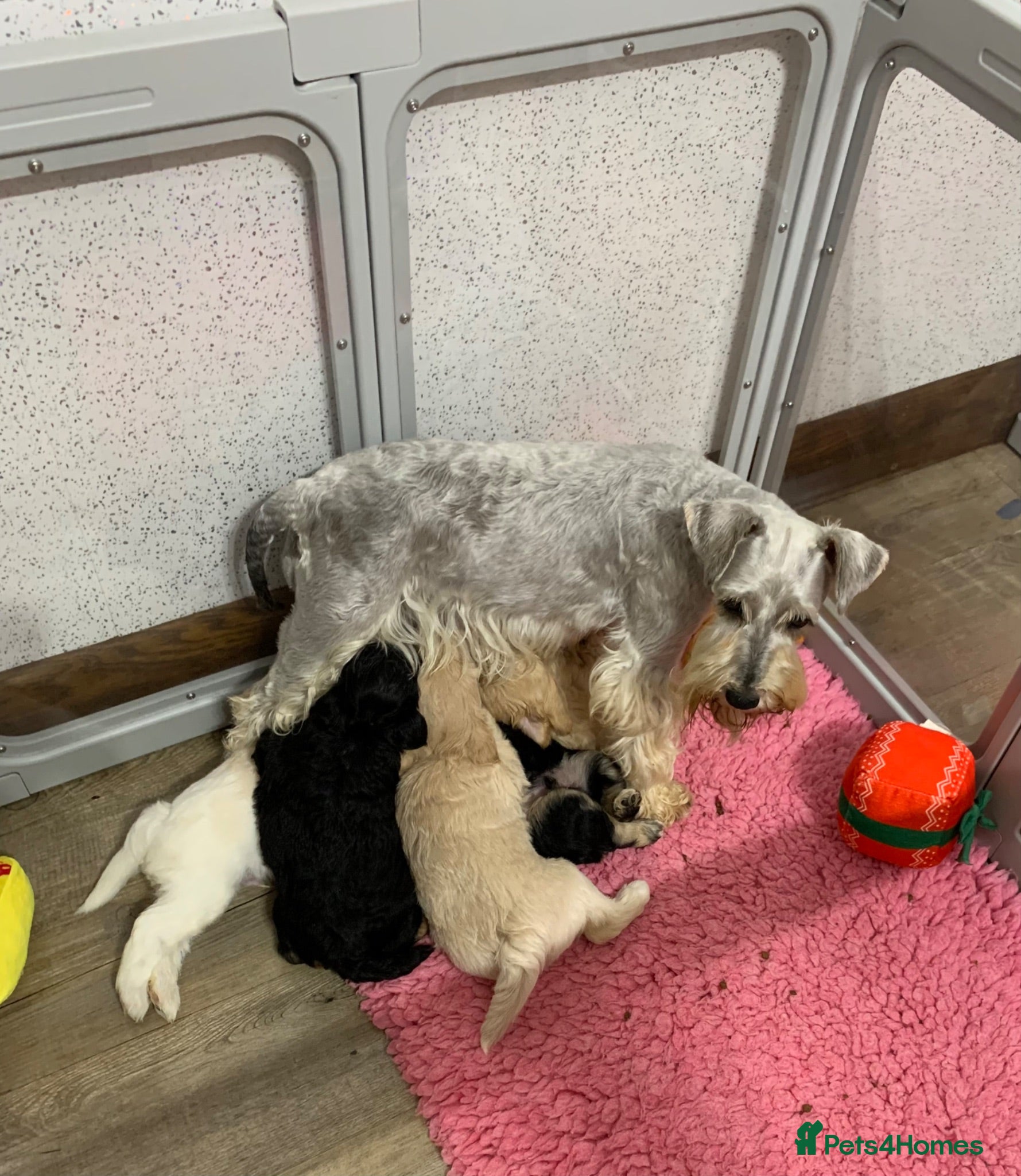 Miniature Schnauzer dogs 5* Licensed KC Small Miniature Schnauzer Litters - Advert 4