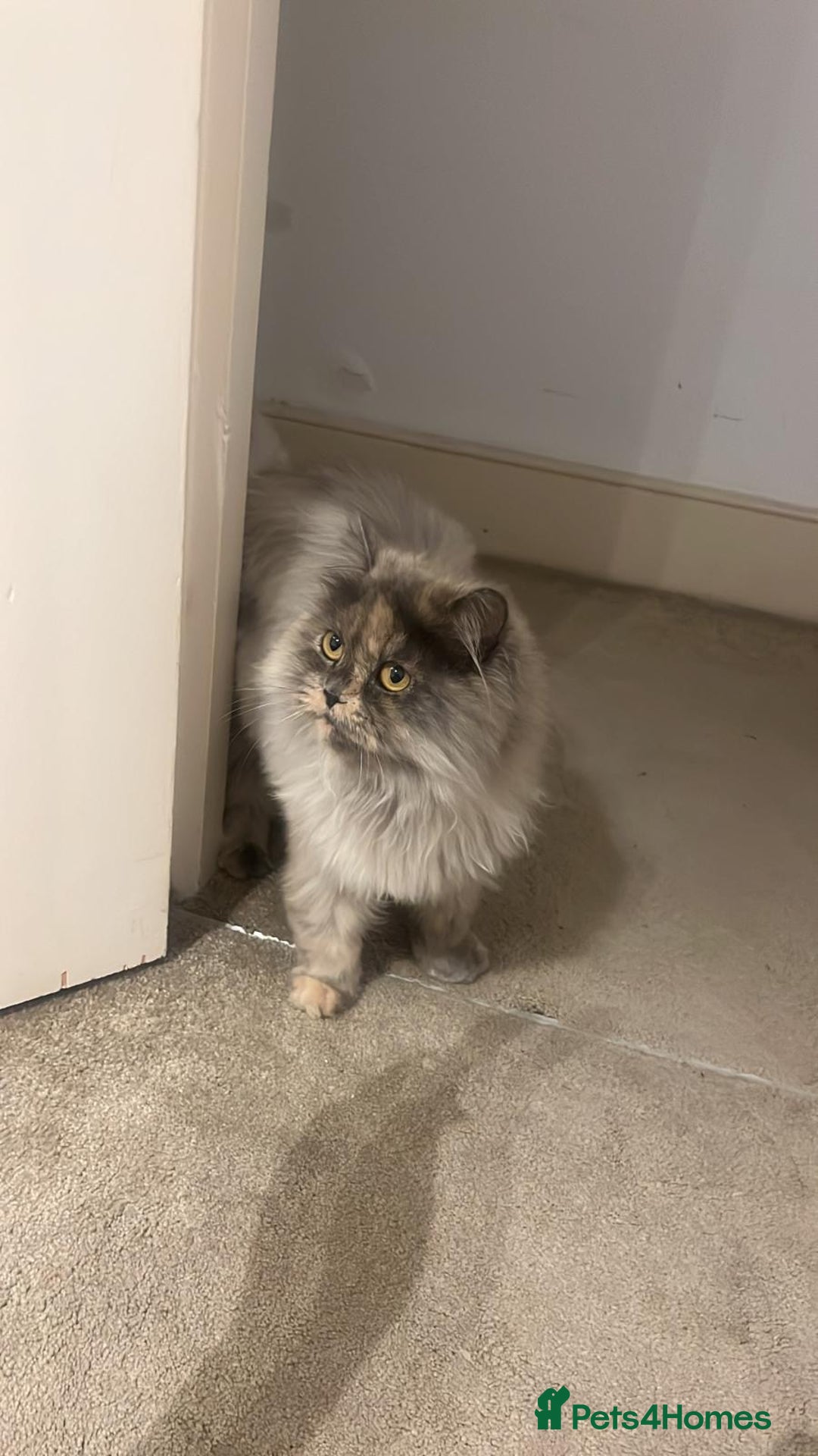 British Longhair cats for sale: Mixed colour Female British longhair  - Advert 5