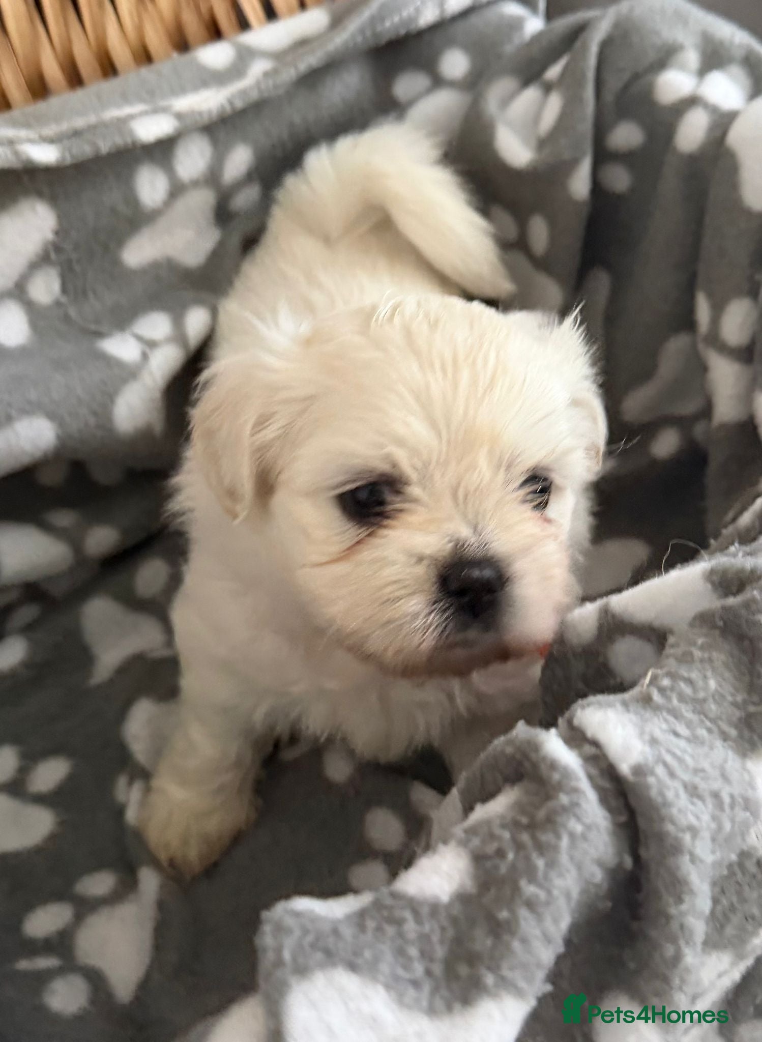 Mixed Breed dogs Beautiful 4 Puppies  - Advert 2