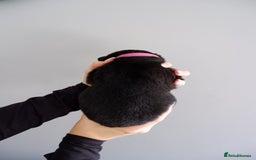 German Shepherd dogs for sale: 7 CHUNKY GERMAN SHEPHERD PUPPIES KC REGISTERED - Image 9