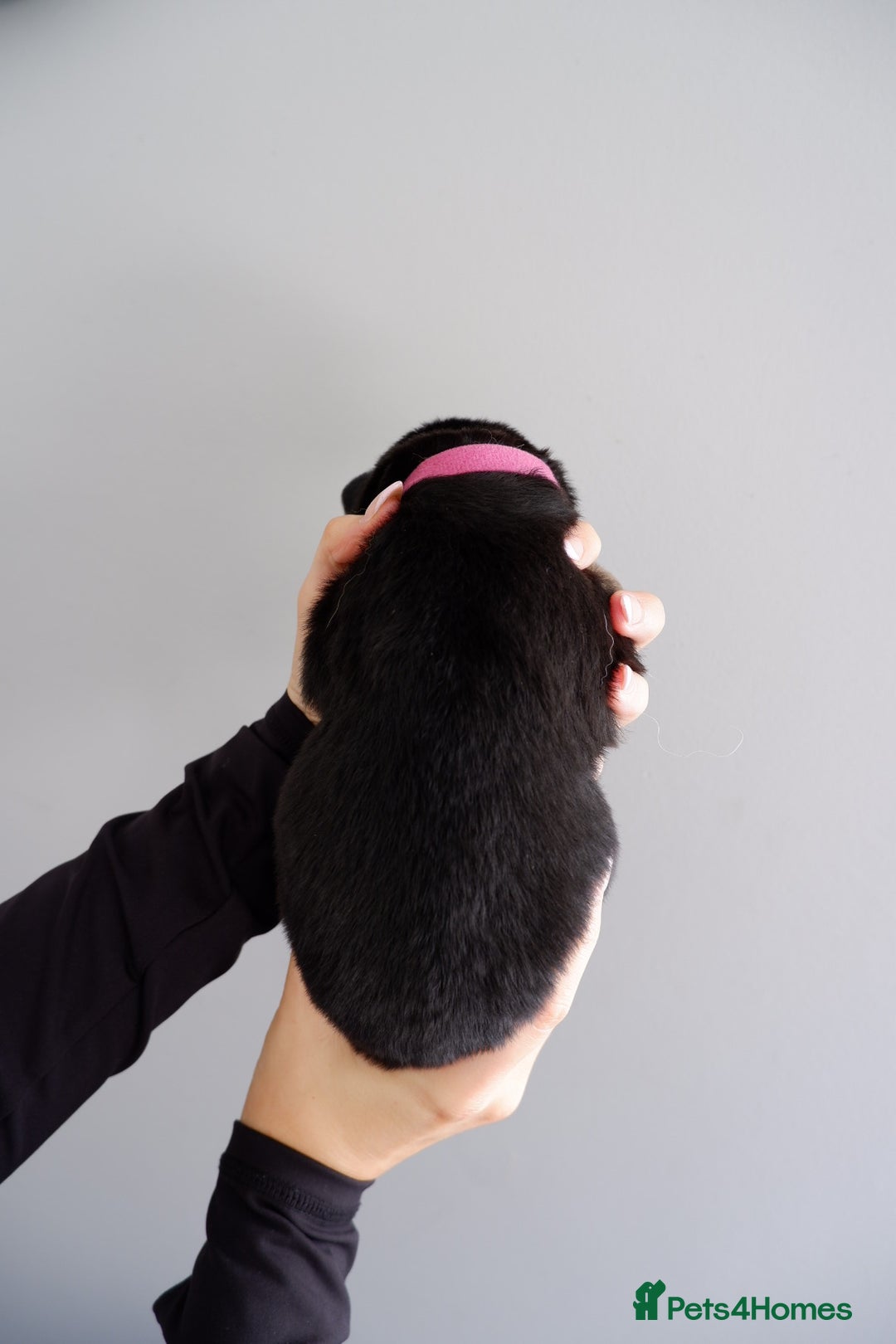 German Shepherd dogs for sale: 7 CHUNKY GERMAN SHEPHERD PUPPIES KC REGISTERED - Image 9