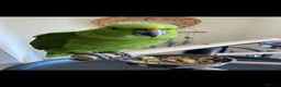 Parrots birds for sale: Tamed Amazon yellow naped parrot- young male - Advert 2