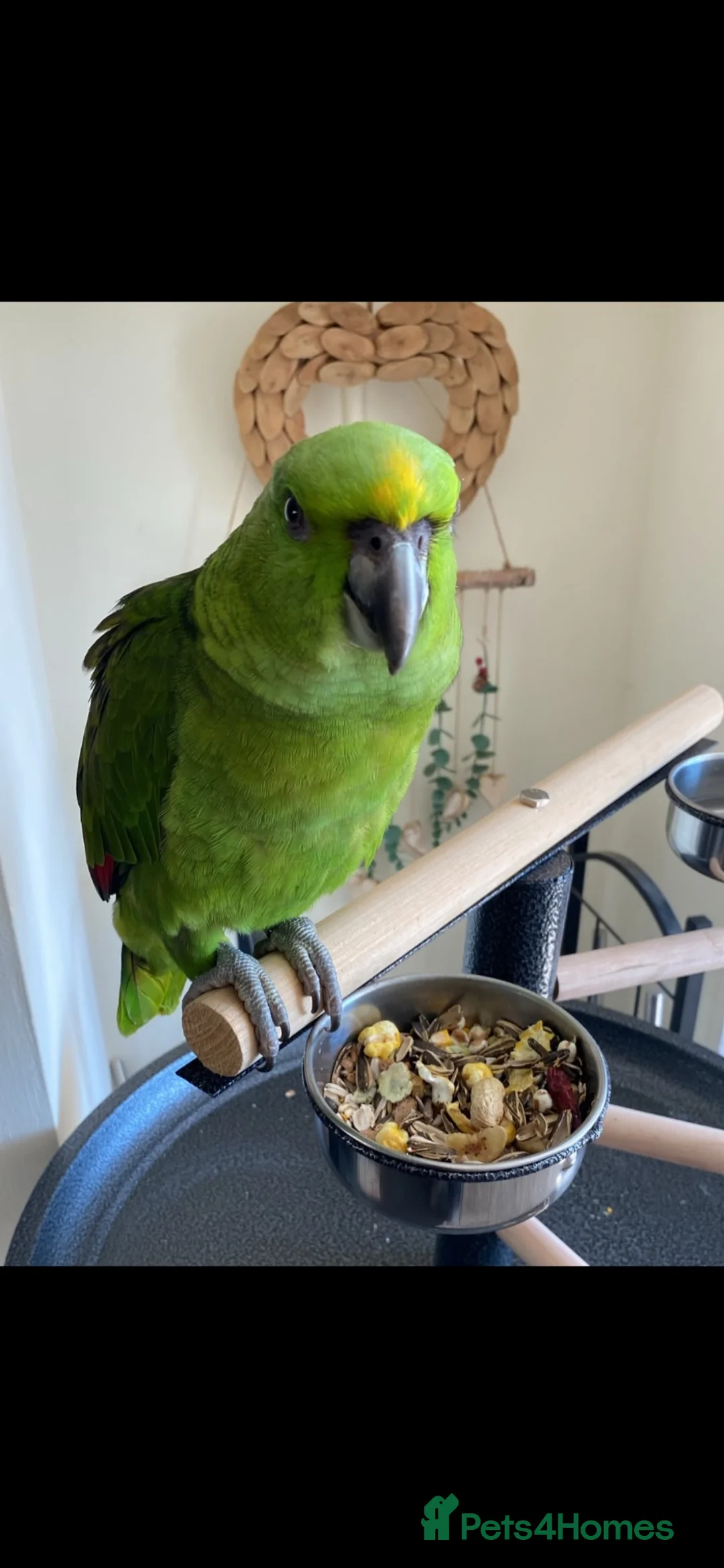 Parrots birds for sale: Tamed Amazon yellow naped parrot- young male - Advert 2
