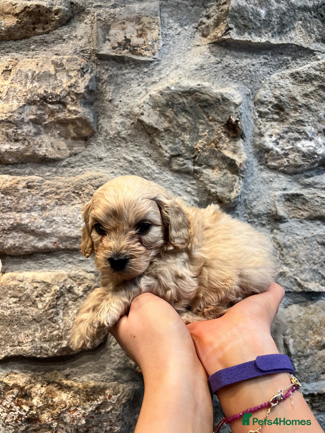 Cavapoochon dogs for sale: All sold now  - Advert 31