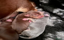 Jack Russell dogs for sale: 🐾 Miniature Jack Russell Puppies 🐾 - Image 5