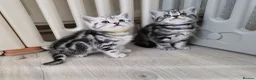 British Shorthair cats for sale: Silver Tabby Kittens, Rare GCCF Show Quality.  - Advert 23