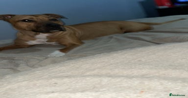 Mixed Breed dogs - Advert 5