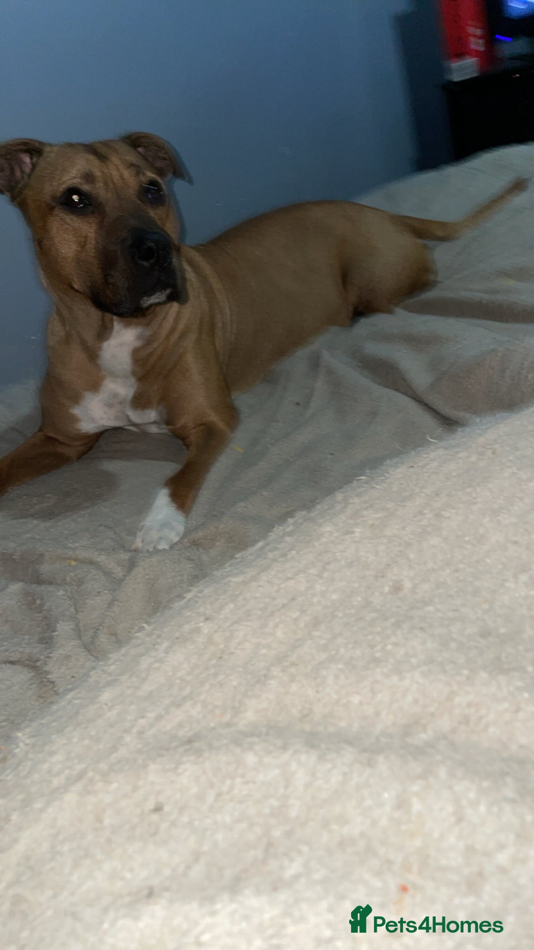 Mixed Breed dogs for sale: Rottweiler x husky pup - Image 2