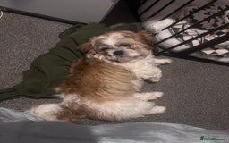Shih Tzu dogs for stud: Beautiful male shih tzu for stud  - Image 5