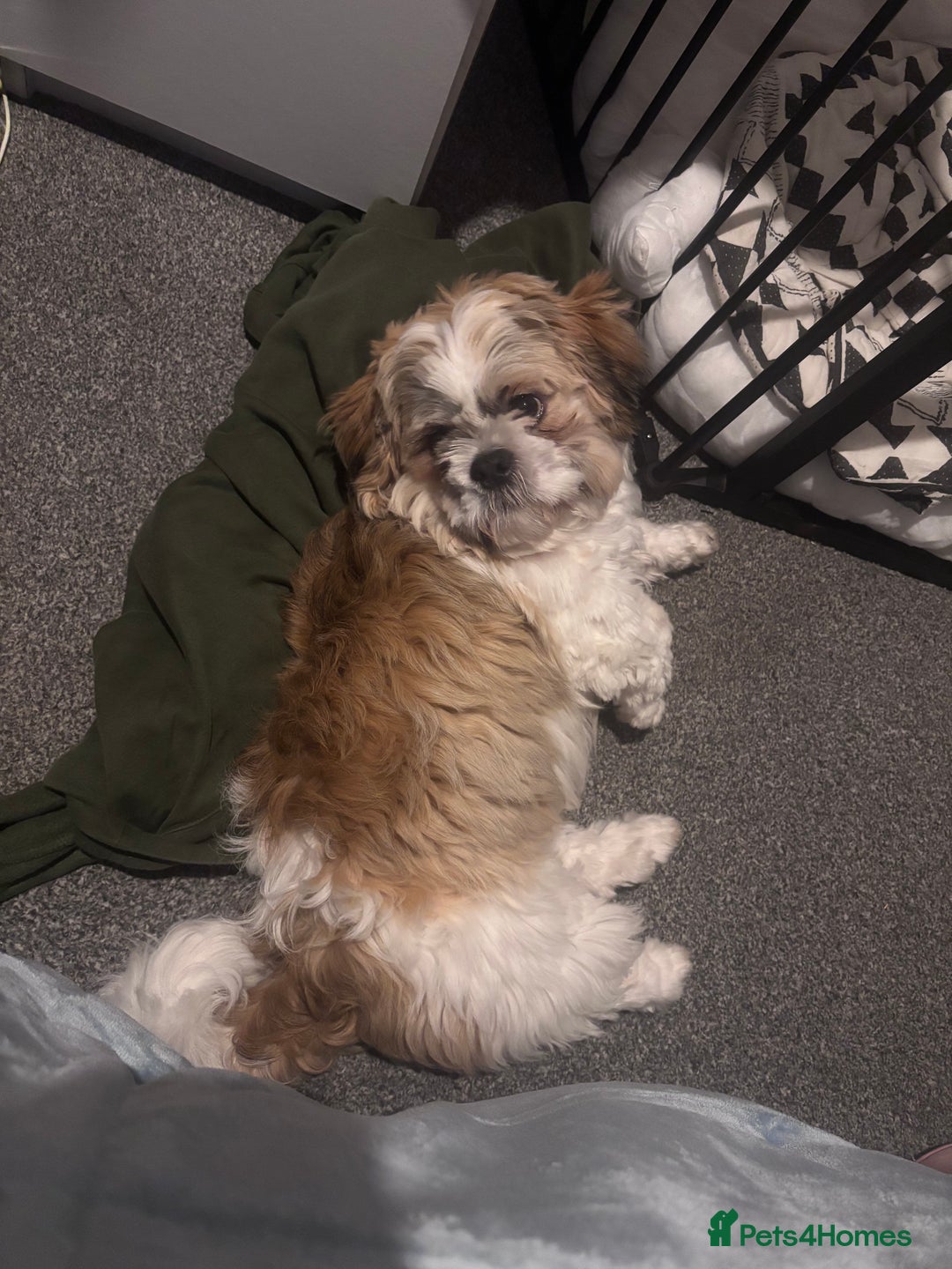 Shih Tzu dogs for stud: Beautiful male shih tzu for stud  - Image 5