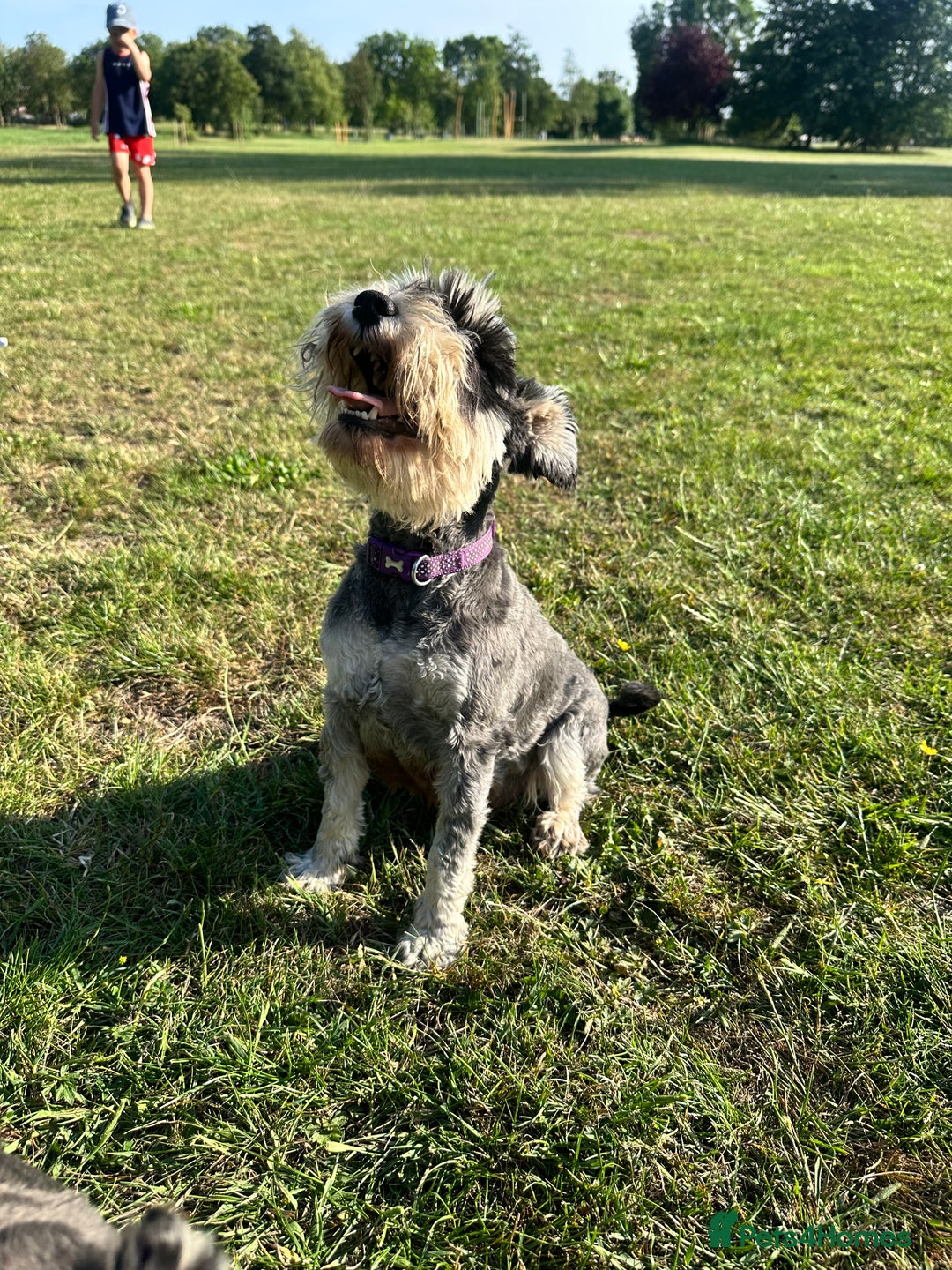 Miniature Schnauzer dogs for sale: OUTSTANDING CHAMPION LINES PUPPIES  - Advert 21