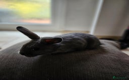 Mixed Breed rabbits for sale: Baby Bunnies Looking For New Homes - Image 4