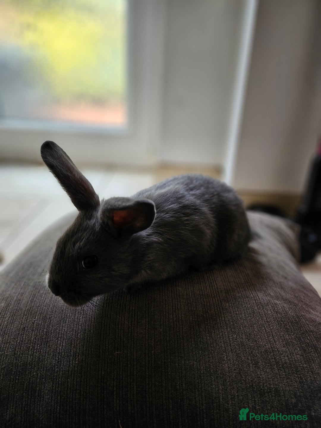 Mixed Breed rabbits for sale: Baby Bunnies Looking For New Homes - Image 4
