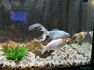 Goldfish fish Cold water fish for sale - Advert 1