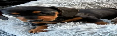 Miniature Dachshund 3