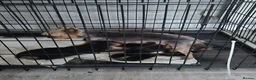 Yorkshire Terrier dogs for sale: 💙 Yorkshire Terrier Puppies 💙 Boys left only 💙 - Advert 3