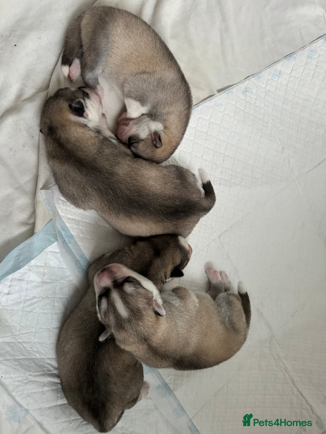 Siberian Husky dogs for stud: PROVEN KC Registered Siberian Husky Stud ONLY in Solihull - Image 26