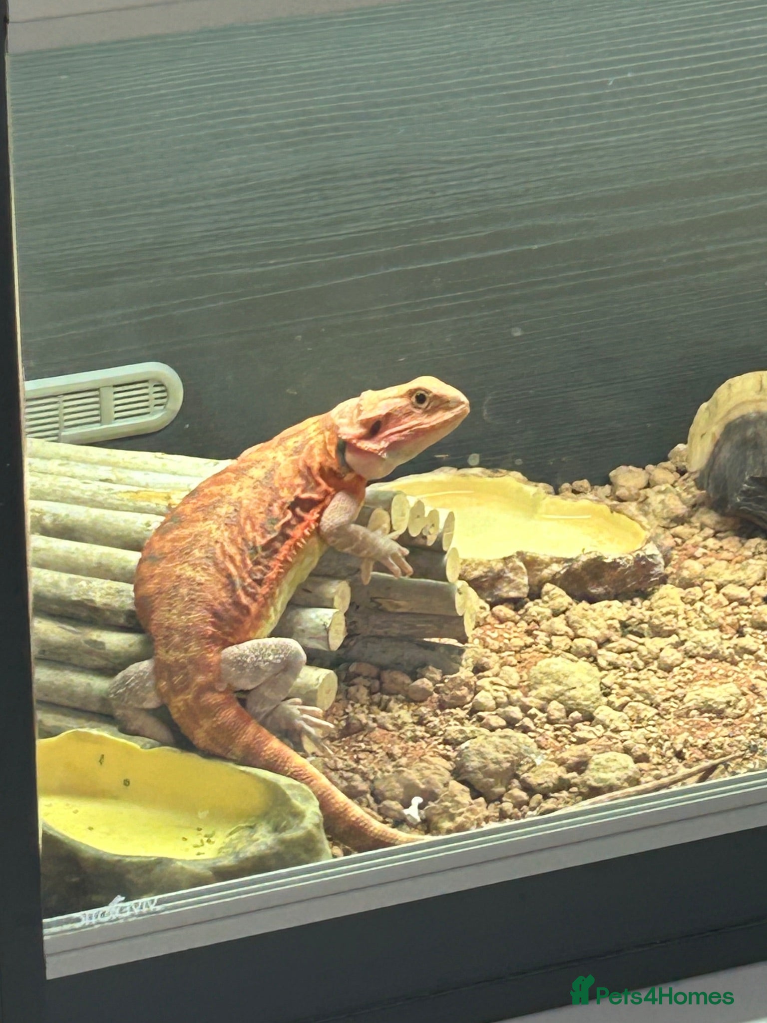 Bearded Dragon reptiles Red Bearded Dragon - Advert 1