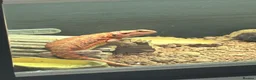 Bearded Dragon reptiles for sale: Red Bearded Dragon in Billericay - Advert 1