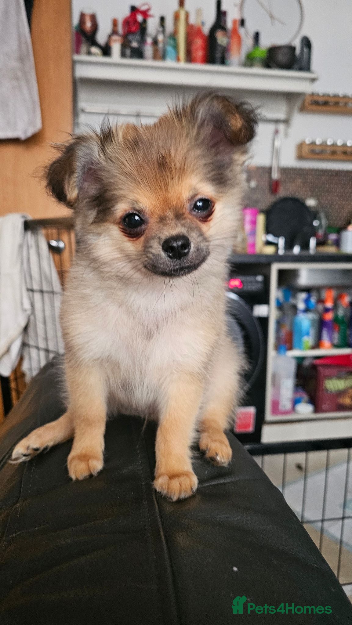Pomchi dogs Tiny Pomchi Puppies,Raised in a Loving Family Home - Advert 2