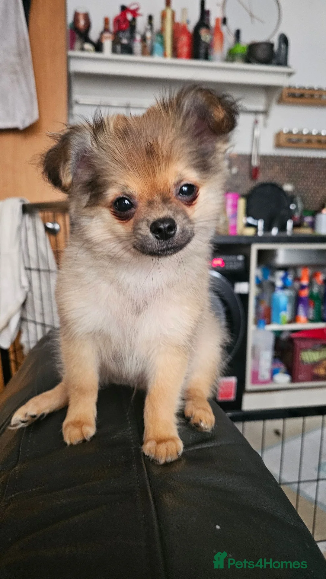 Pomchi dogs for sale: Tiny Pomchi Puppies,Raised in a Loving Family Home - Advert 2