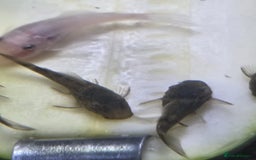 Plecos fish for sale: Green Dragon plecos - Image 8
