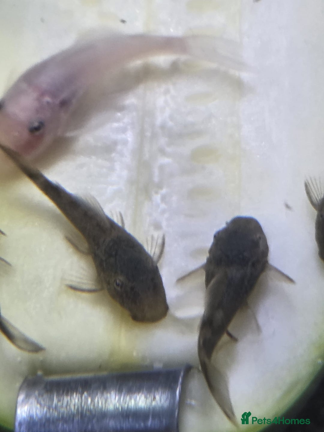 Plecos fish for sale: Green Dragon plecos - Image 8