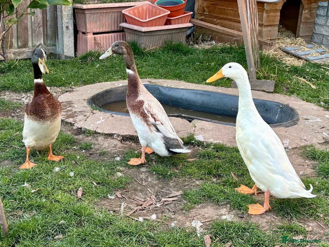 Ducks poultry for sale: Three male runners  - Image 3