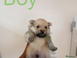 Mixed Breed dogs Pom-Heavy Pomeranian Puppies 5 Boys & 1 Girl - Advert 18