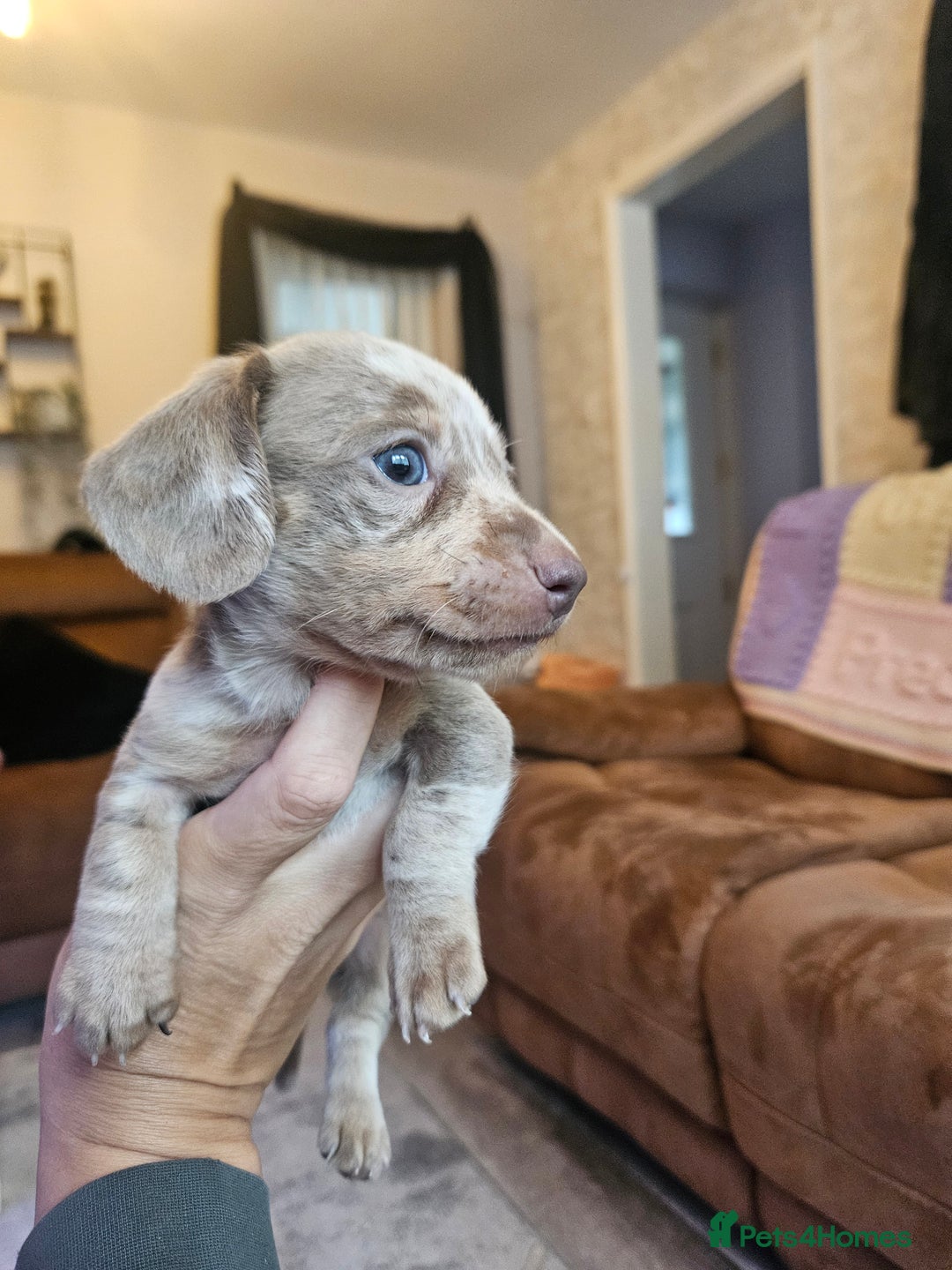 Dachshund dogs for sale: Miniature dashhound pups - Image 9