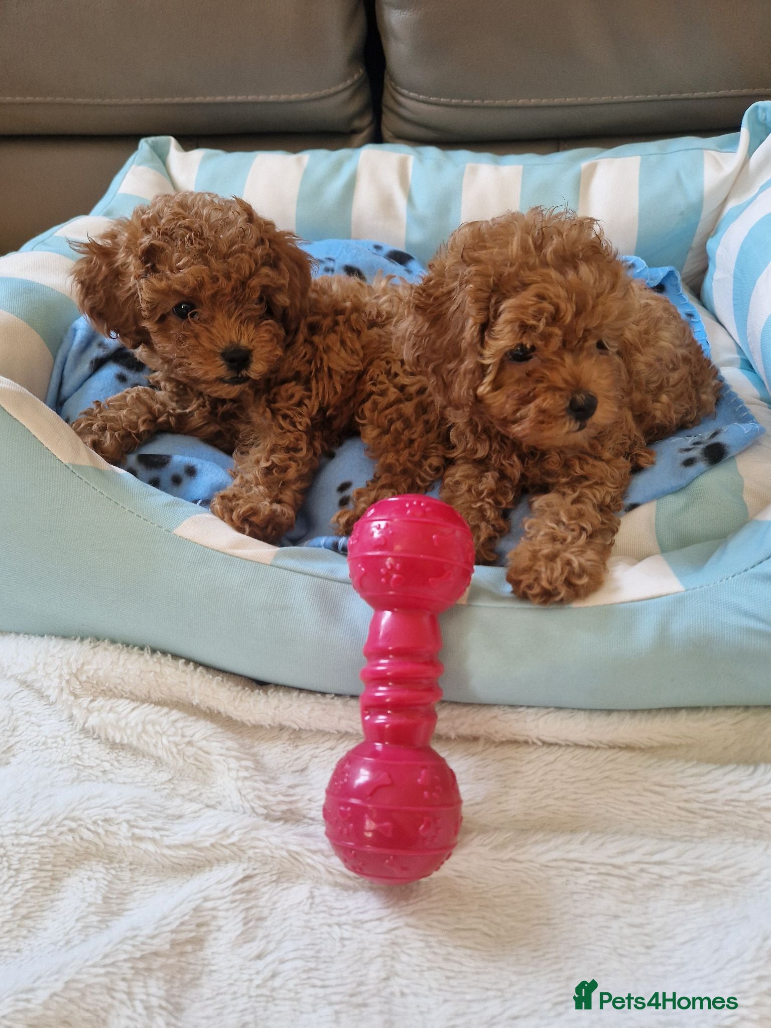 Cavapoo dogs 3 Beautiful Deep Red Cavapoo Puppies - Advert 1