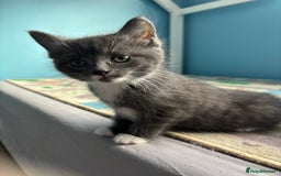Domestic Shorthair cats for sale: Cute Kittens - Image 2