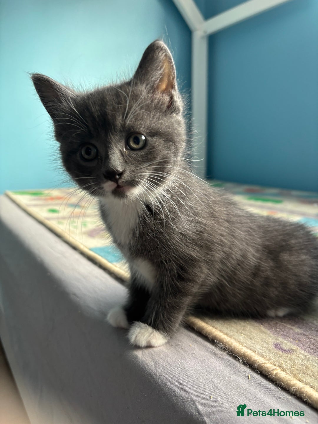Domestic Shorthair cats for sale: Cute Kittens - Image 2