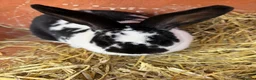Rex rabbits for sale: Female Rex for sale in Bristol - Advert 2