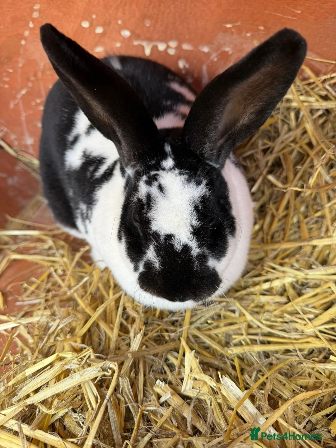 Rex rabbits for sale: Female Rex for sale in Bristol - Advert 2