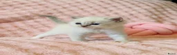 Ragdoll cats for sale: ✨ Exceptional Ragdoll Kittens Ready to Reserve ✨ - Advert 7