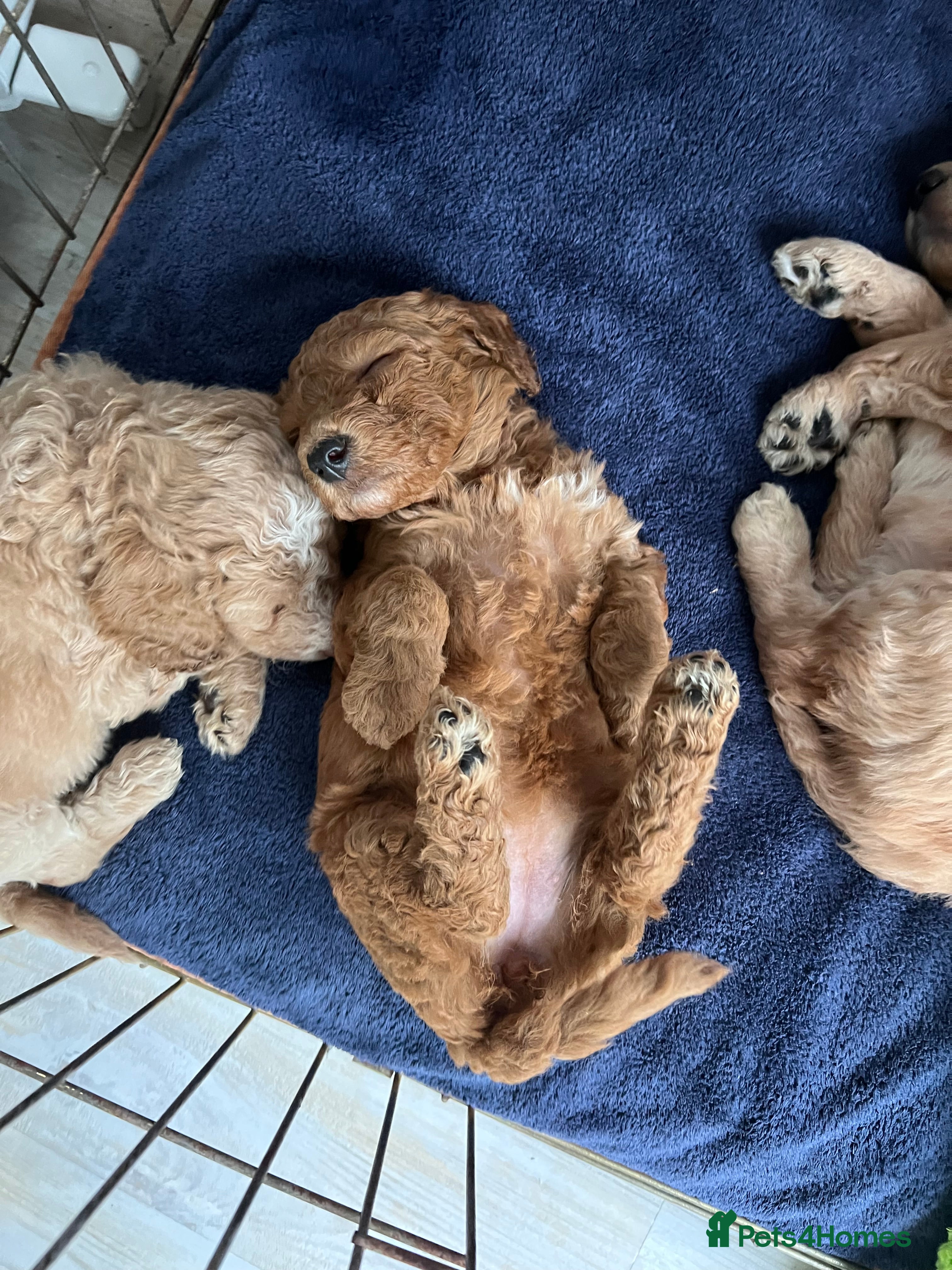 Cockapoo dogs Red Curly F1B Cockapoo Puppy - Advert 3