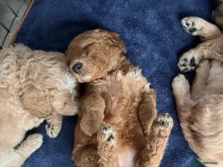 Cockapoo dogs Red Curly F1B Cockapoo Puppy - Advert 3