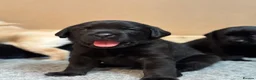 Labrador Retriever dogs for sale: Gorgeous Litter of Labrador puppies - Advert 7