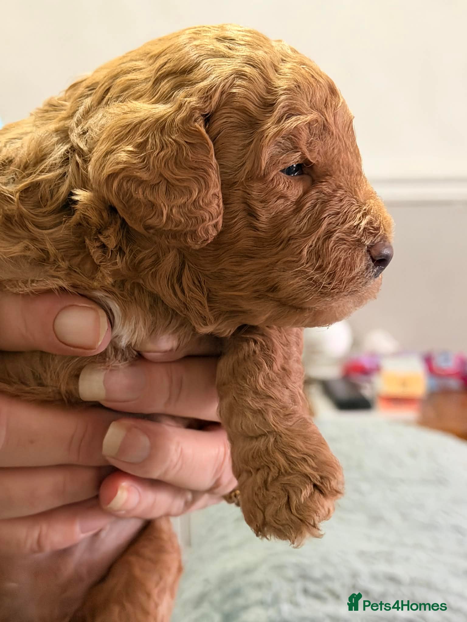 Cockapoo dogs 🐶 Adorable Cockapoo Puppies – Family Raised 💛 - Advert 2