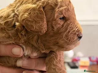 Cockapoo dogs 🐶 Adorable Cockapoo Puppies – Family Raised 💛 - Advert 11