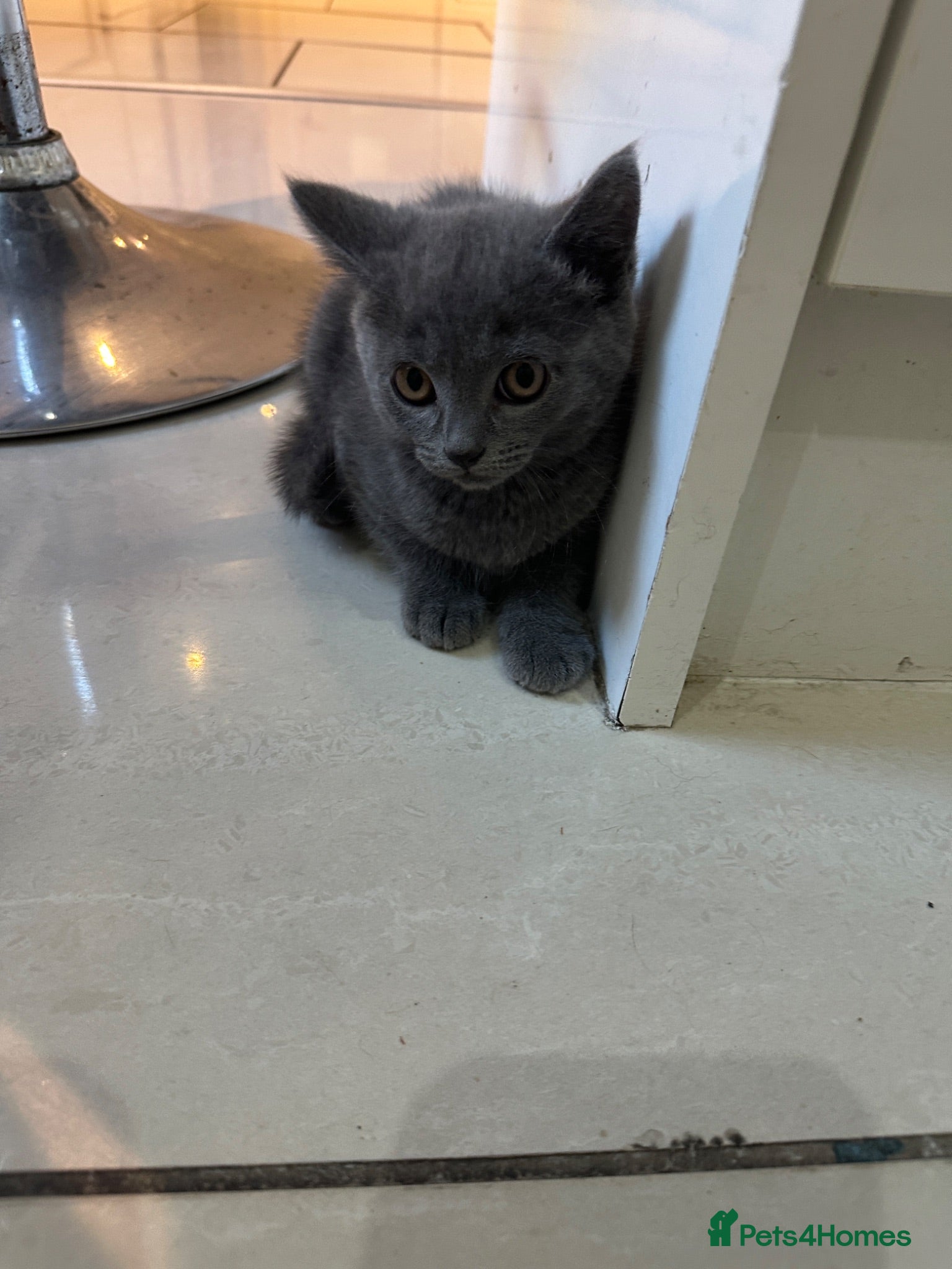 Mixed Breed cats Ready to leave British shorthair mixed kittens  - Advert 8