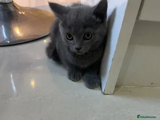 Mixed Breed cats Ready to leave British shorthair mixed kittens - Advert 8