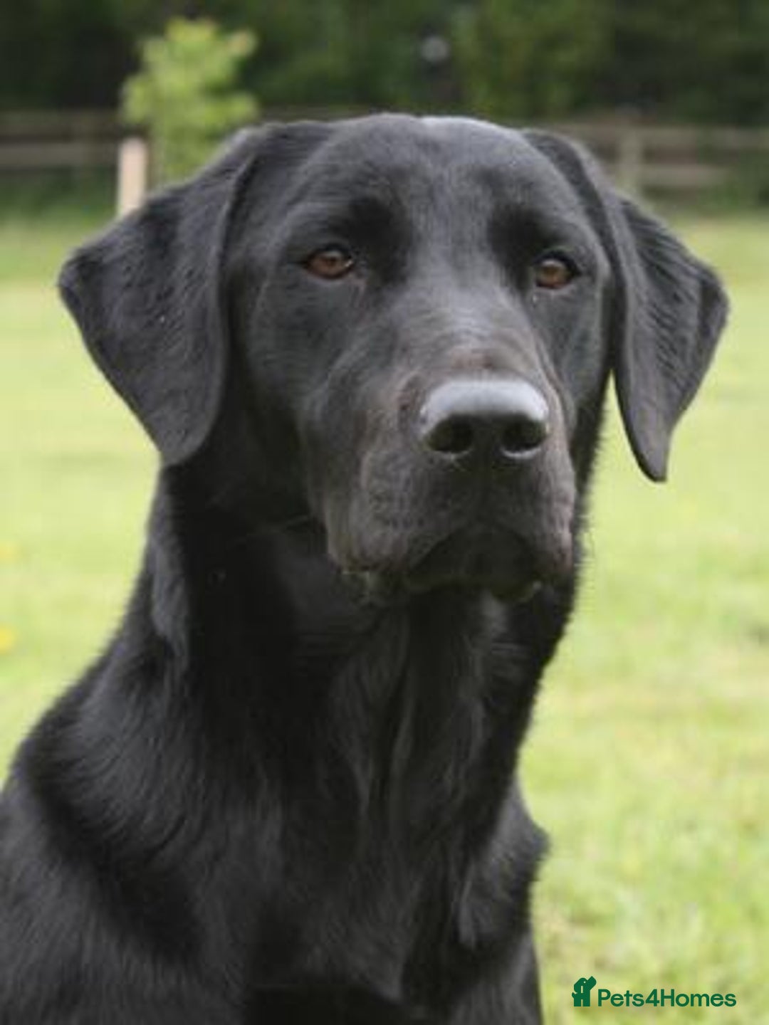 Labrador Retriever dogs for sale: 2 x KC Working Black Labrador Boys Available Now - Advert 3