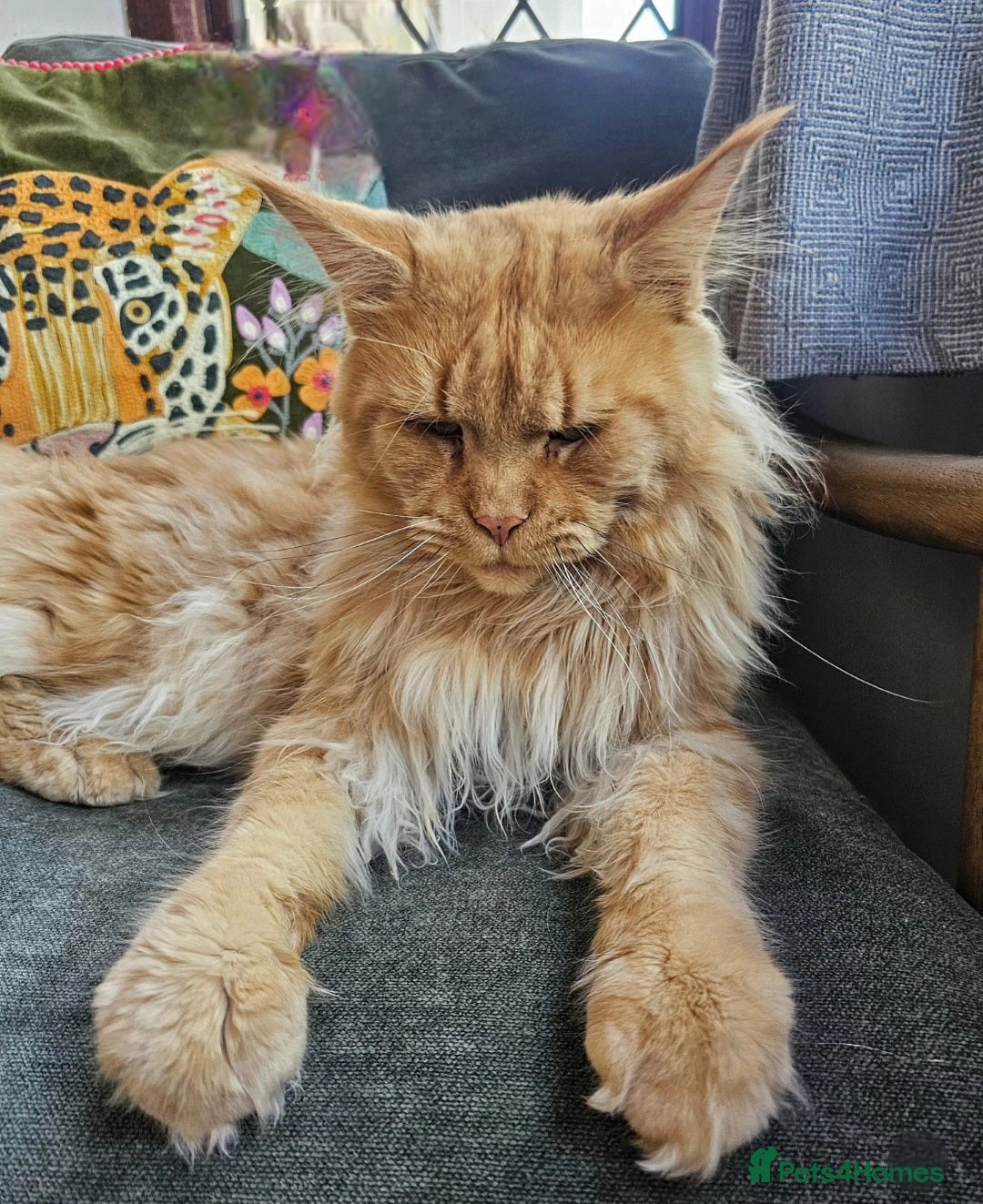 Maine Coon cats for sale: Beautiful Maine Coon Kittens raised with love - Image 12