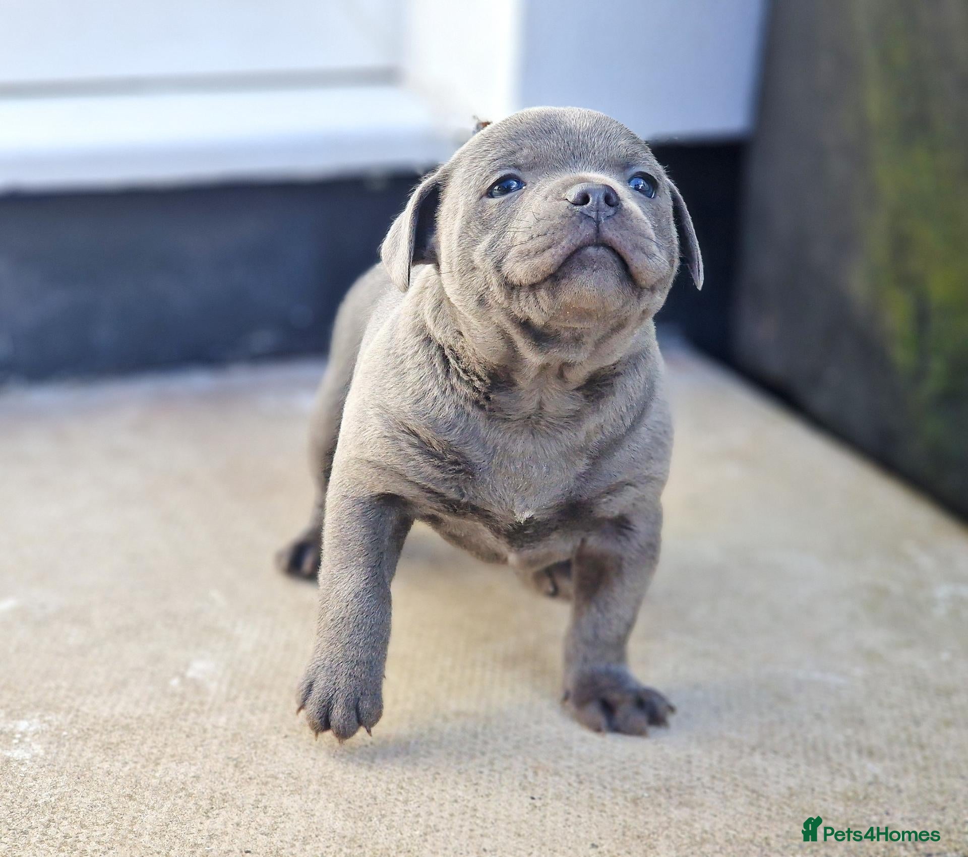 Staffordshire Bull Terrier dogs Solid Blue staffs short & stocky Type  - Advert 1