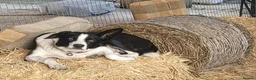 Border Collie dogs for sale: Gorgeous Border Collie Pups in Beaconsfield - Advert 6