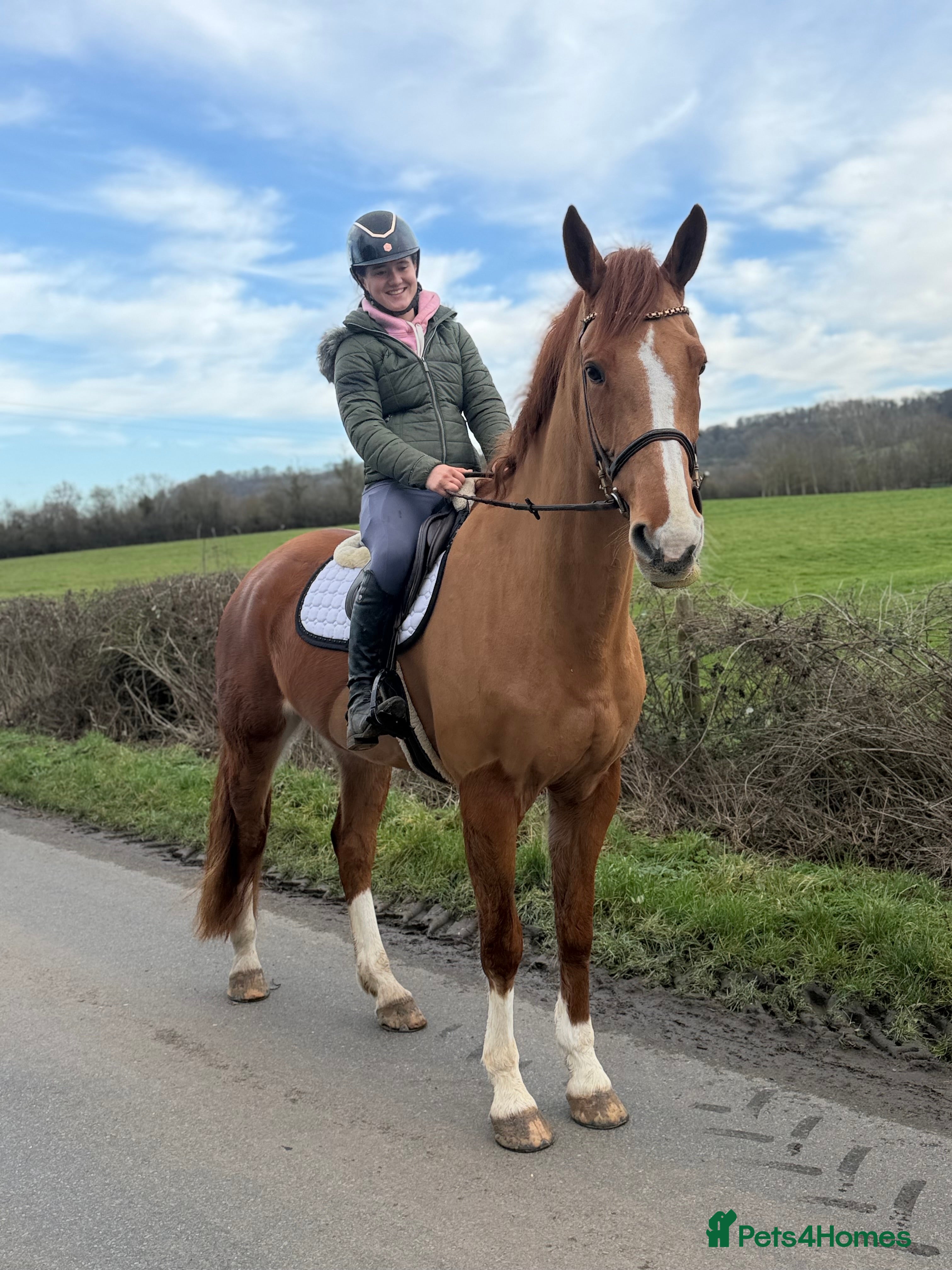 Irish Sports horses Family dream  - Advert 1